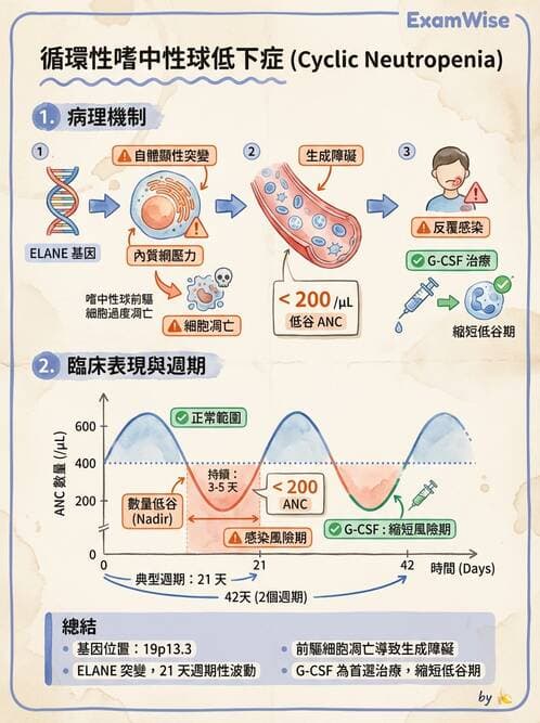 醫檢師 - 淋巴瘤、漿細胞疾病與白血球異常 - AI 圖文解析預覽