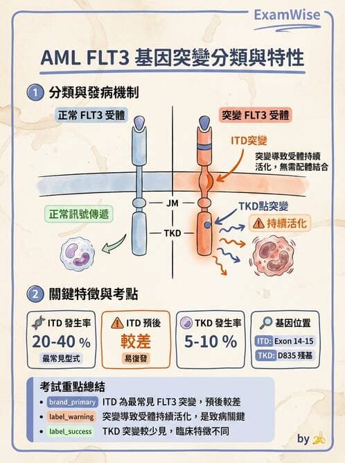 醫檢師 - 急性白血病 - AI 圖文解析預覽
