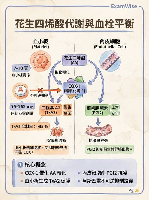 醫檢師 - 血小板與止血生理 - AI 圖文解析預覽