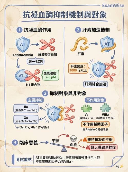 醫檢師 - 凝血因子與凝血檢驗 - AI 圖文解析預覽