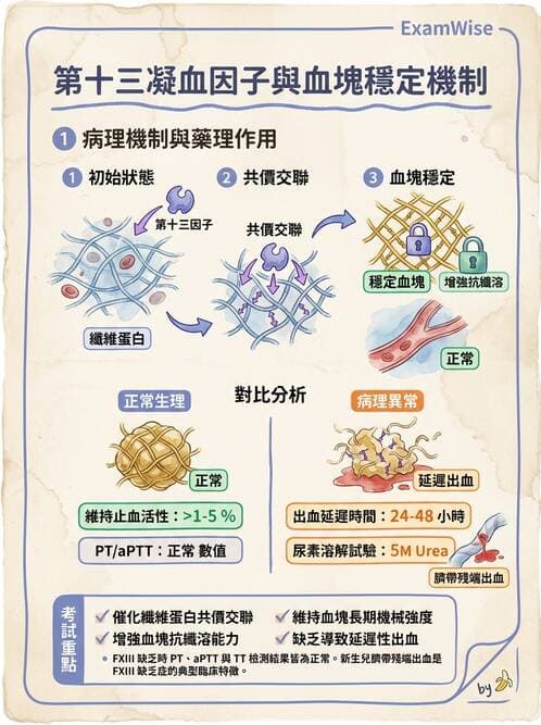 醫檢師 - 凝血因子與凝血檢驗 - AI 圖文解析預覽