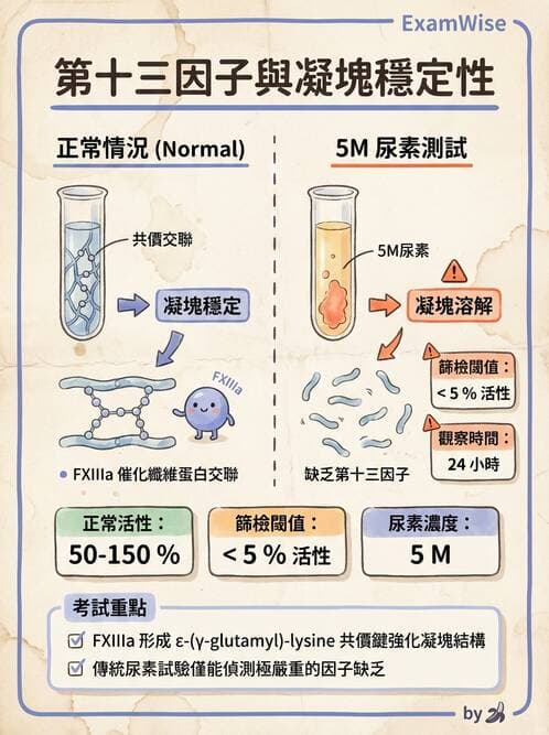 醫檢師 - 凝血因子與凝血檢驗 - AI 圖文解析預覽