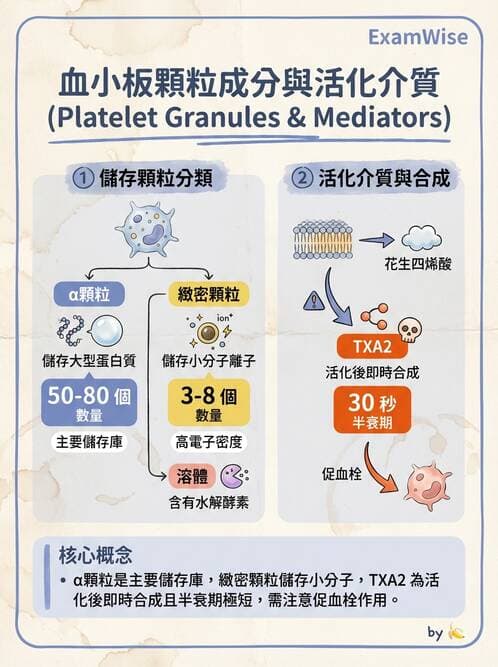 醫檢師 - 血小板與止血生理 - AI 圖文解析預覽