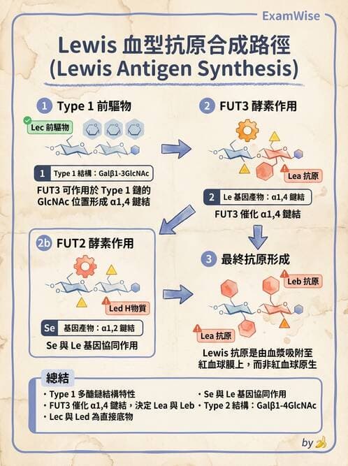 醫檢師 - 紅血球抗原與血型系統 - AI 圖文解析預覽