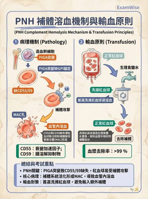 醫檢師 - 血液成分製備與輸血檢查 - AI 圖文解析預覽