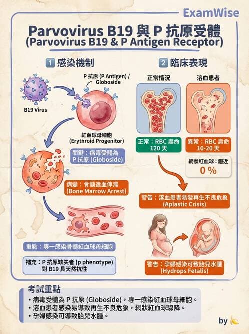 醫檢師 - 溶血性貧血與血色素病變 - AI 圖文解析預覽