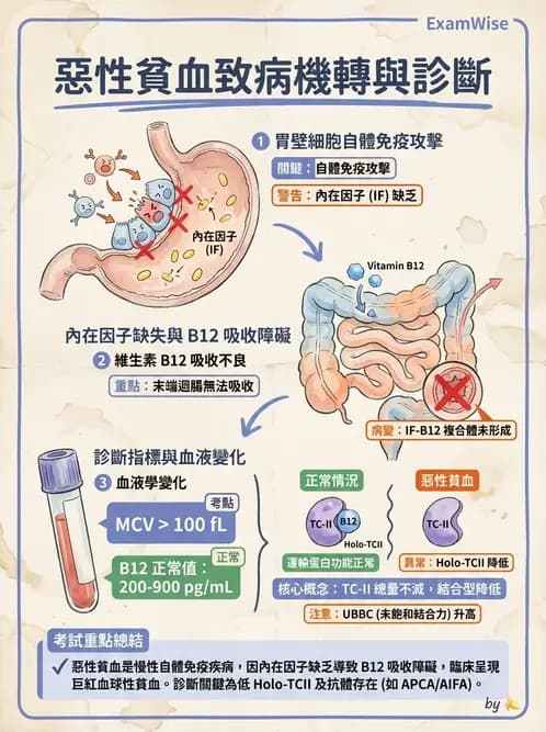 醫檢師 - 貧血診斷與營養缺乏性貧血 - AI 圖文解析預覽