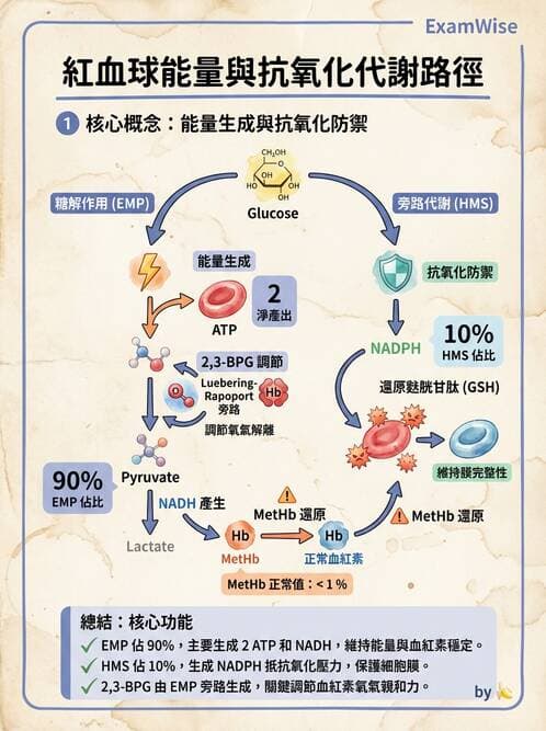 醫檢師 - 紅血球生理與形態 - AI 圖文解析預覽