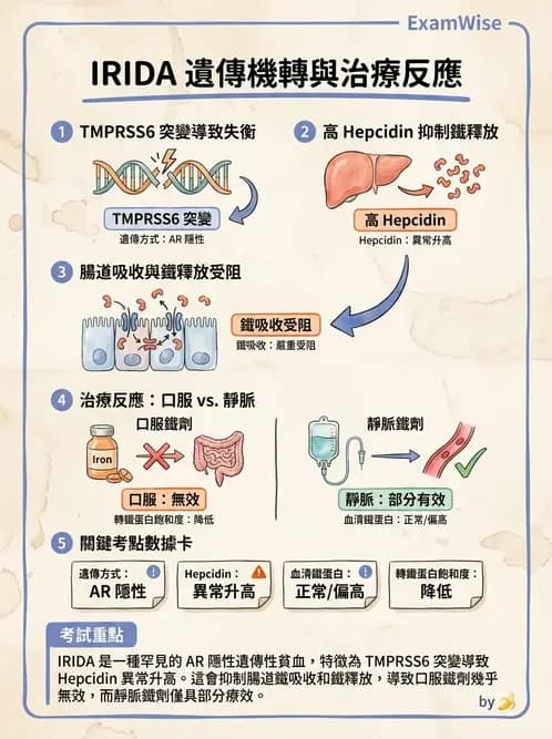 醫檢師 - 貧血診斷與營養缺乏性貧血 - AI 圖文解析預覽