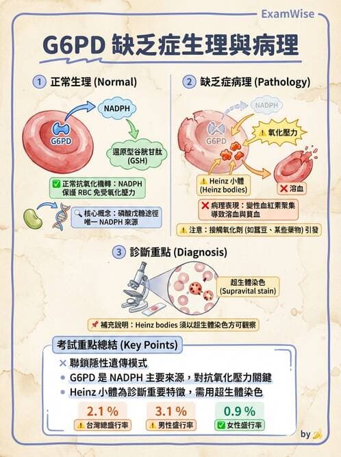 醫檢師 - 溶血性貧血與血色素病變 - AI 圖文解析預覽