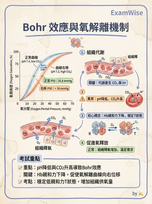 醫檢師 - 紅血球生理與形態 - AI 圖文解析預覽