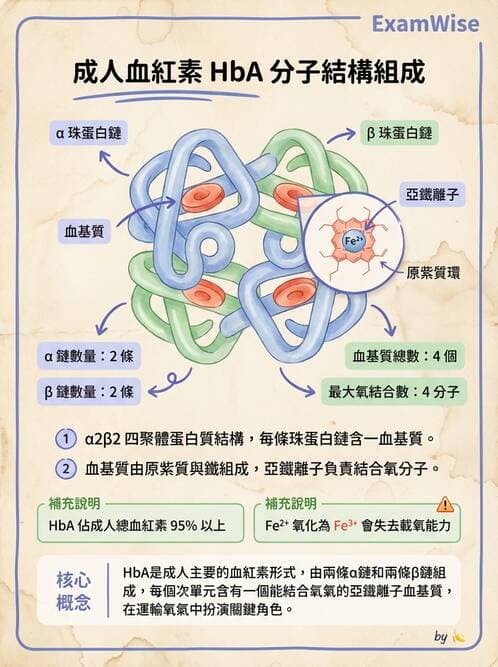 醫檢師 - 紅血球生理與形態 - AI 圖文解析預覽