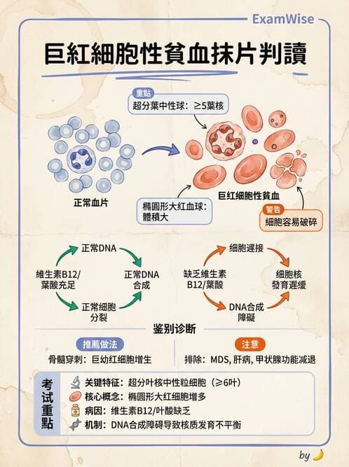 醫檢師 - 貧血診斷與營養缺乏性貧血 - AI 圖文解析預覽