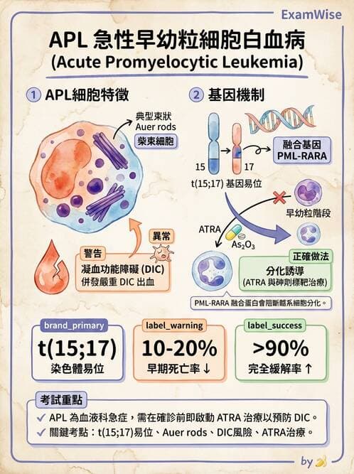 醫檢師 - 急性白血病 - AI 圖文解析預覽