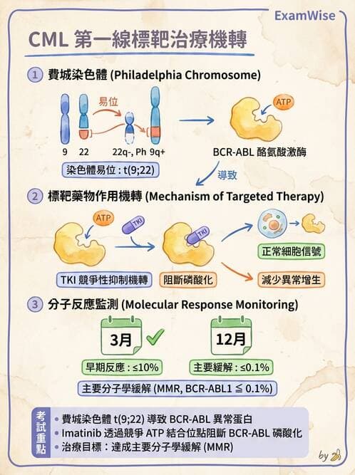 醫檢師 - 慢性血液腫瘤與骨髓增生疾患 - AI 圖文解析預覽