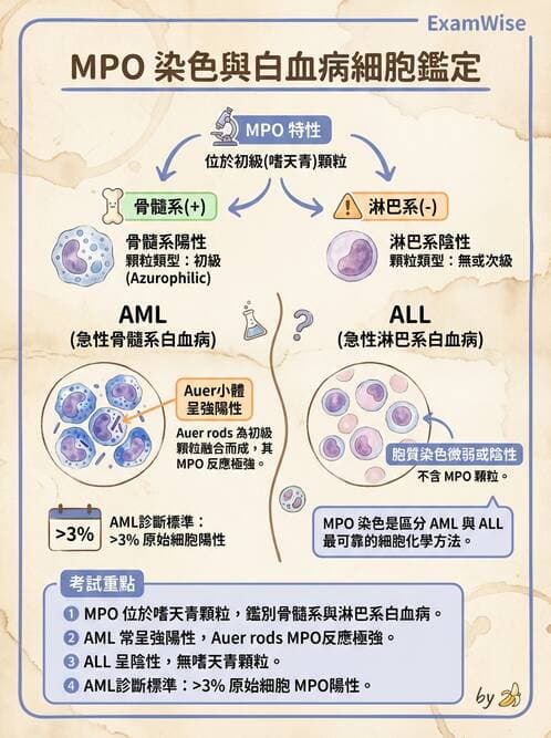 醫檢師 - 急性白血病 - AI 圖文解析預覽