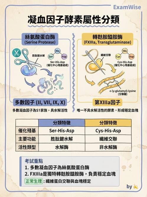 醫檢師 - 凝血因子與凝血檢驗 - AI 圖文解析預覽