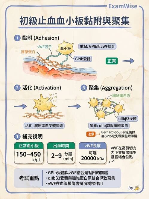 醫檢師 - 血小板與止血生理 - AI 圖文解析預覽