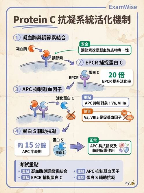 醫檢師 - 凝血因子與凝血檢驗 - AI 圖文解析預覽