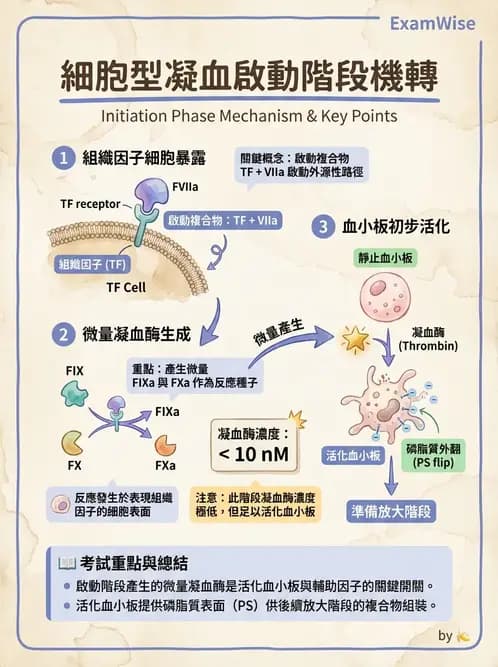 醫檢師 - 凝血因子與凝血檢驗 - AI 圖文解析預覽