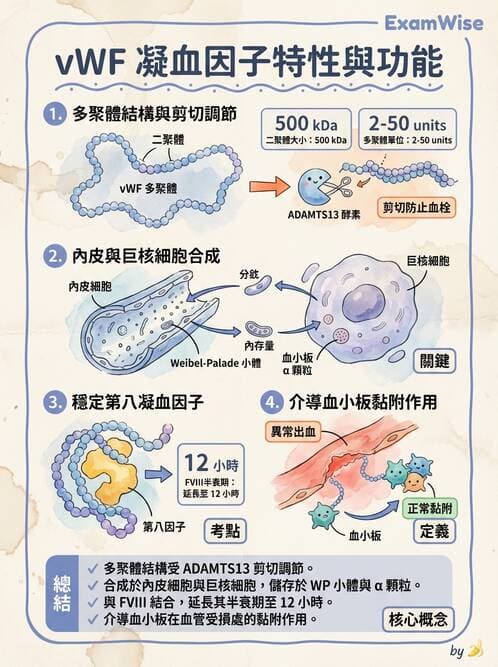 醫檢師 - 出血性疾病與檢驗 - AI 圖文解析預覽