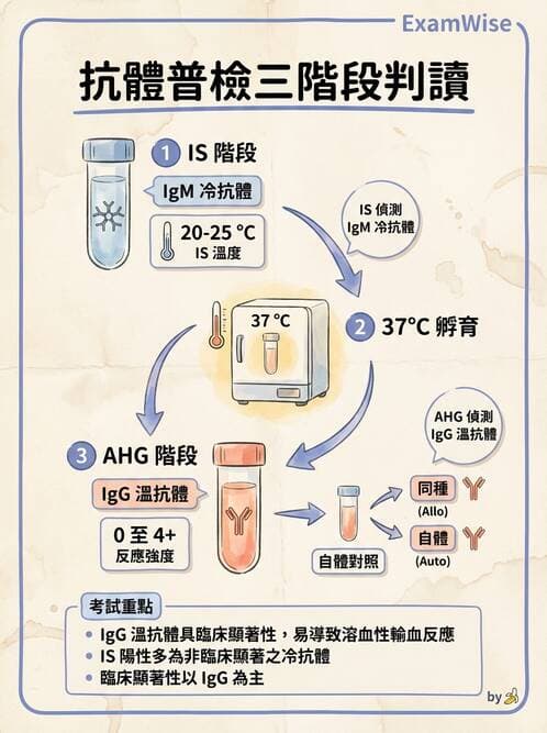 醫檢師 - 紅血球抗原與血型系統 - AI 圖文解析預覽