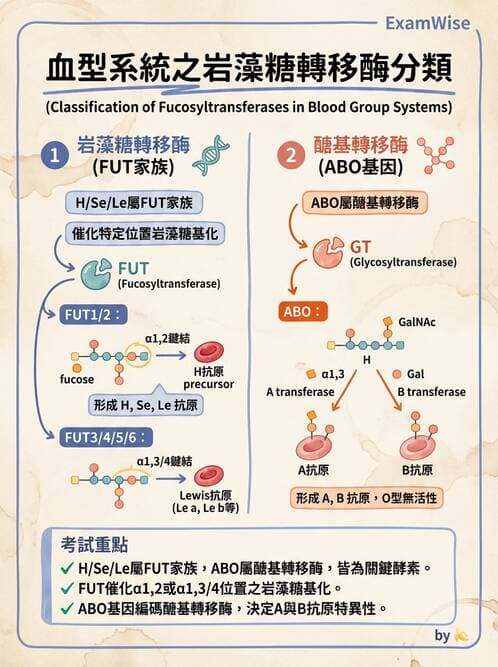醫檢師 - 紅血球抗原與血型系統 - AI 圖文解析預覽