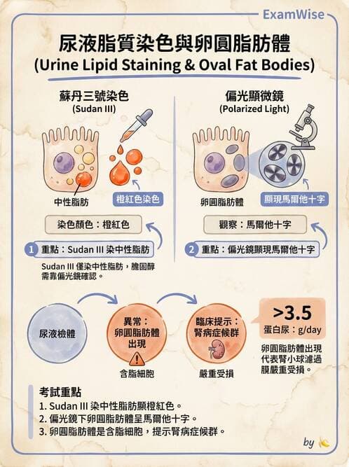 醫檢師 - 尿沉渣鏡檢與物理檢查 - AI 圖文解析預覽