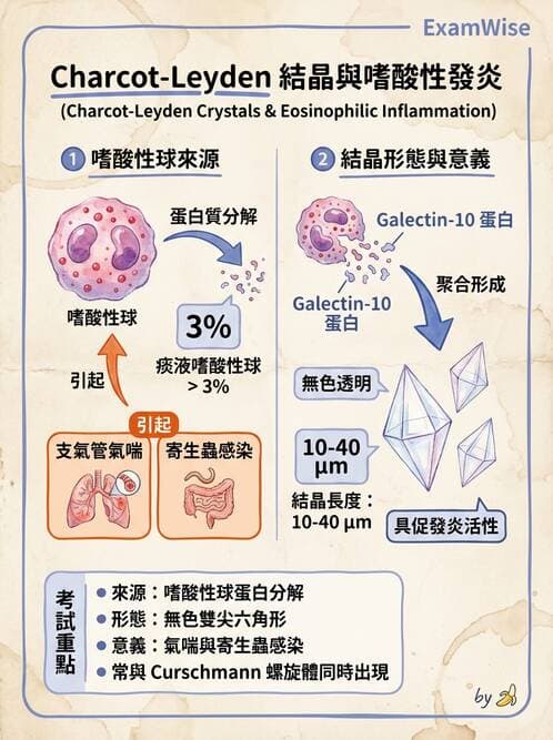 醫檢師 - 痰液一般鏡檢 - AI 圖文解析預覽
