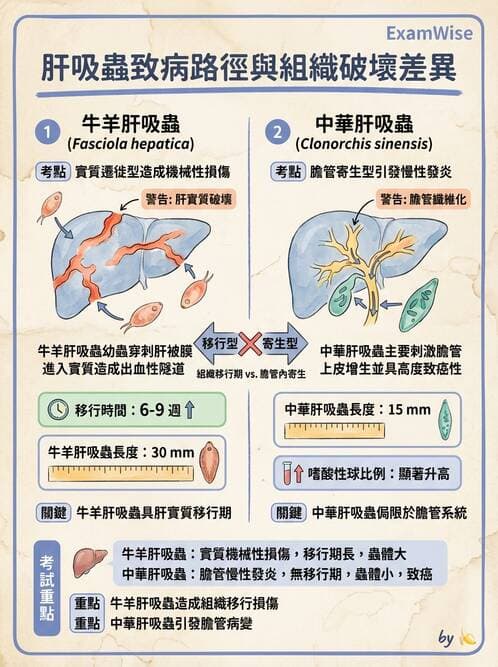 醫檢師 - 寄生蟲檢查-蠕蟲類 - AI 圖文解析預覽