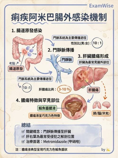 醫檢師 - 寄生蟲檢查-原蟲類 - AI 圖文解析預覽
