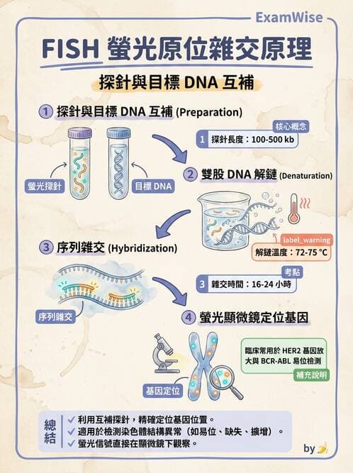 醫檢師 - 雜交探針與晶片技術 - AI 圖文解析預覽