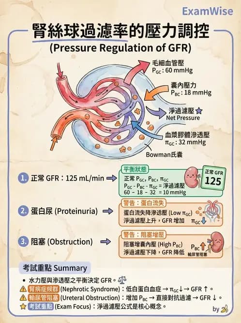 醫檢師 - 尿沉渣鏡檢與物理檢查 - AI 圖文解析預覽