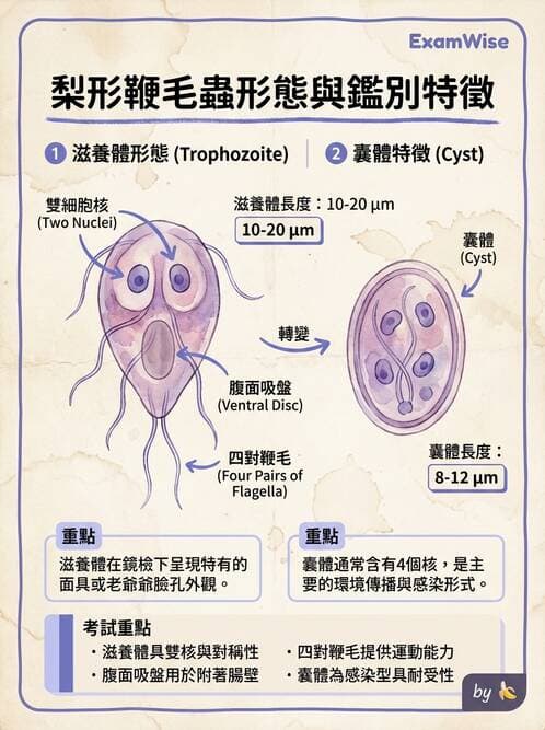 醫檢師 - 糞便常規檢查 - AI 圖文解析預覽