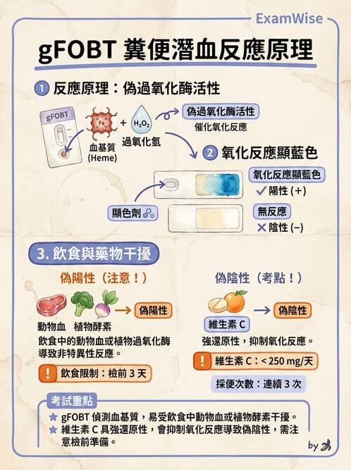 醫檢師 - 糞便常規檢查 - AI 圖文解析預覽