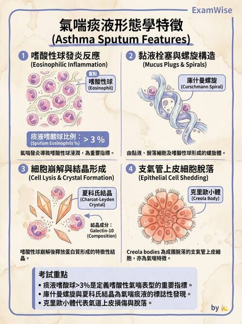 醫檢師 - 痰液一般鏡檢 - AI 圖文解析預覽