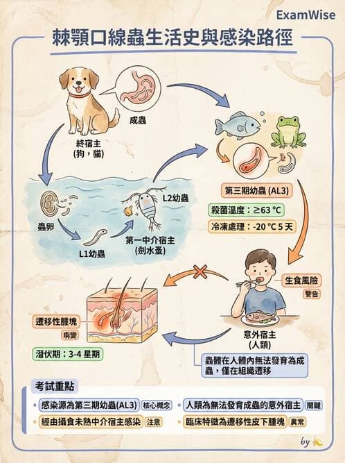 醫檢師 - 寄生蟲檢查-蠕蟲類 - AI 圖文解析預覽