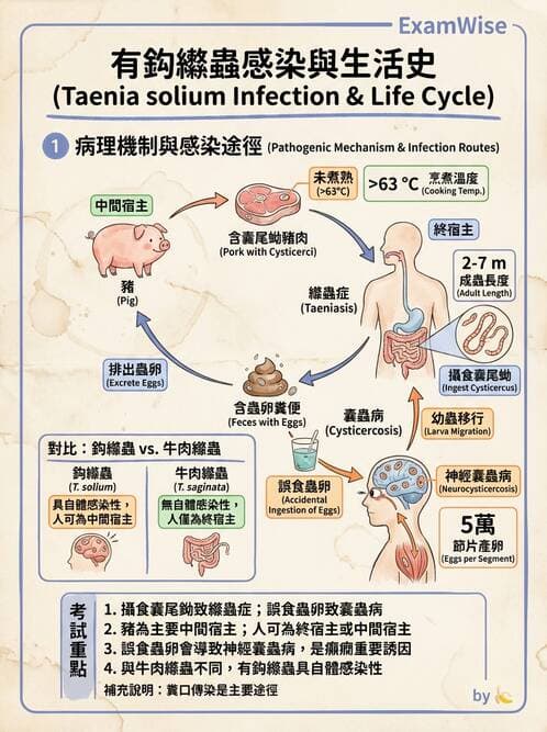 醫檢師 - 寄生蟲檢查-蠕蟲類 - AI 圖文解析預覽