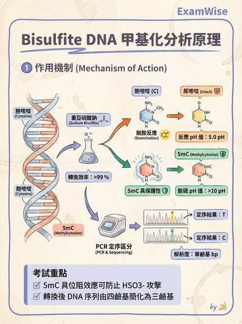 醫檢師 - 定序電泳與表觀分析 - AI 圖文解析預覽