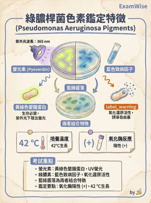 醫檢師 - 非發酵菌 - AI 圖文解析預覽