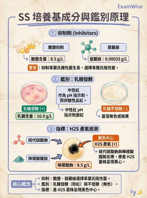 醫檢師 - 腸內菌鑑別方法與培養基 - AI 圖文解析預覽