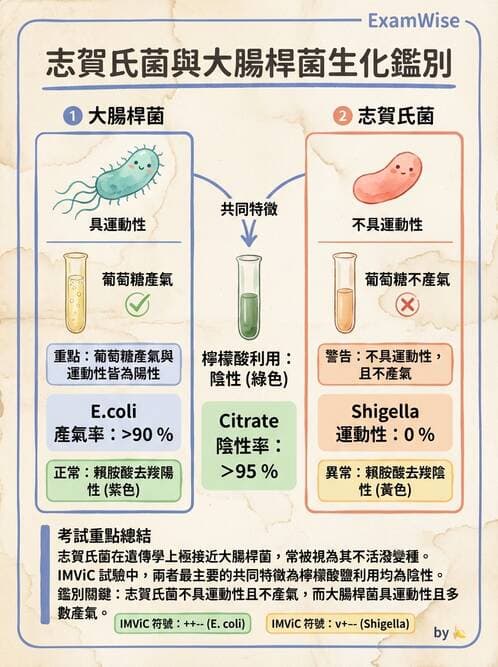 醫檢師 - 主要腸道致病菌 - AI 圖文解析預覽