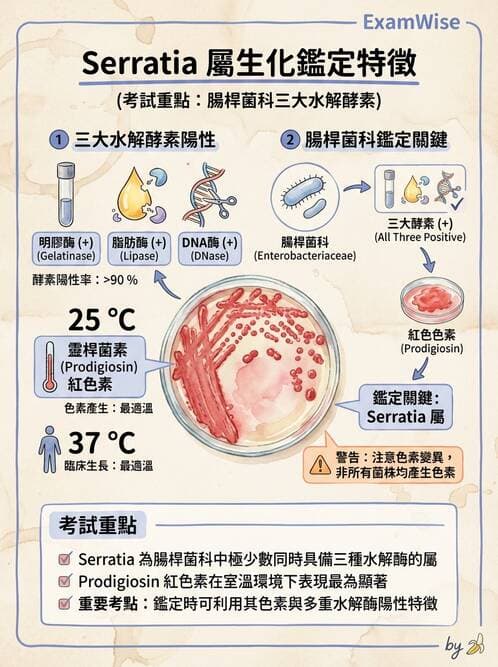 醫檢師 - 其他腸內菌科 - AI 圖文解析預覽