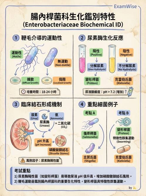 醫檢師 - 其他腸內菌科 - AI 圖文解析預覽