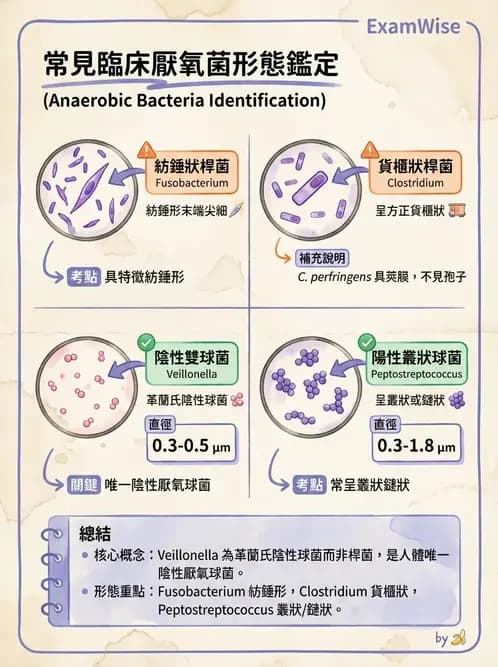醫檢師 - 厭氧菌 - AI 圖文解析預覽