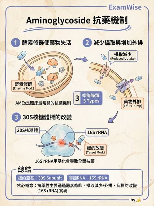 醫檢師 - 抗藥性機制 - AI 圖文解析預覽