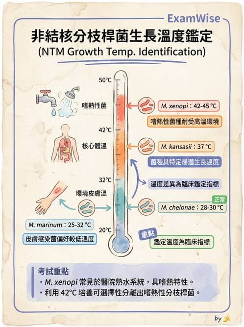 醫檢師 - 分枝桿菌 - AI 圖文解析預覽