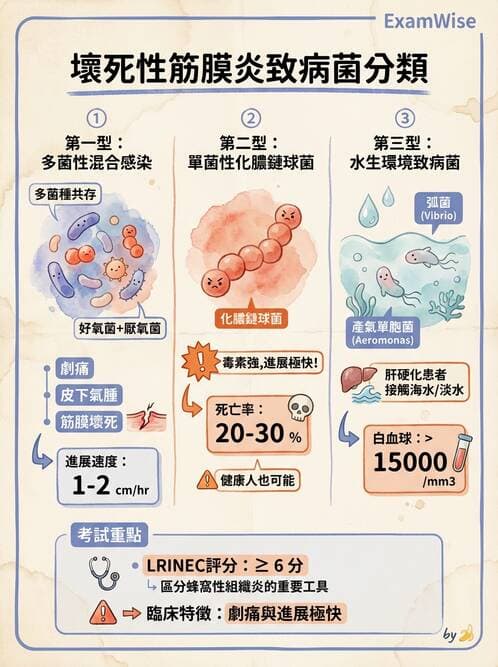 醫檢師 - 葡萄球菌與腸球菌 - AI 圖文解析預覽