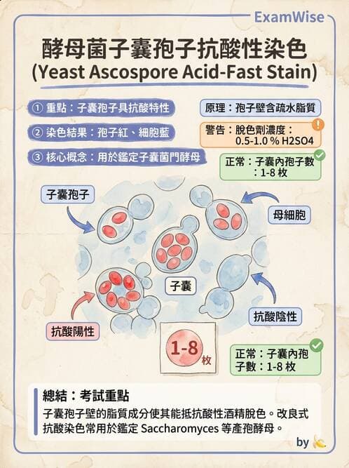 醫檢師 - 真菌診斷與治療 - AI 圖文解析預覽