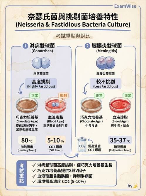 醫檢師 - 奈瑟菌與挑剔性革蘭氏陰性菌 - AI 圖文解析預覽